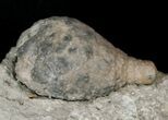 D Cystoid (Holocystites) Fossil - Indiana #17278-1